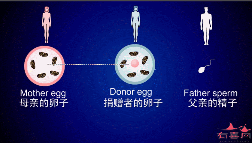 国内供卵试管代怀双胞胎【国内供卵试管代怀双胞胎：实现双胞胎梦想的最佳选择】